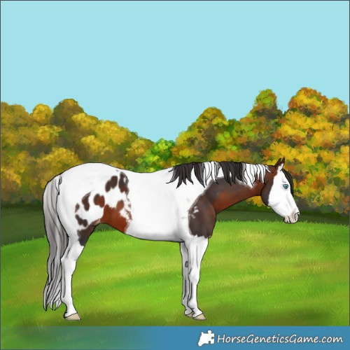 Horse Color:Bay Splash Tobiano Appaloosa 