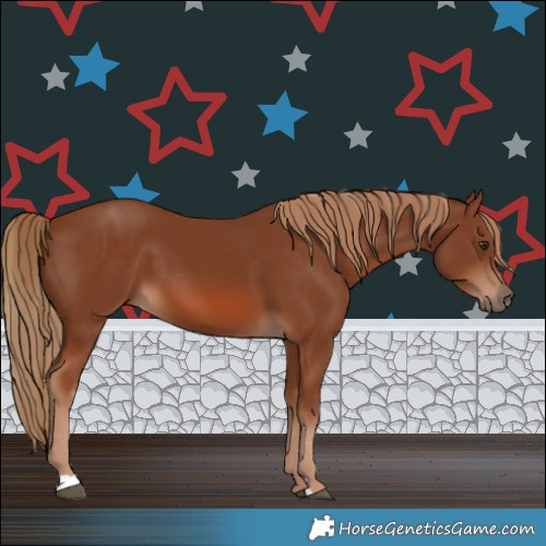 Horse Color:Chestnut 