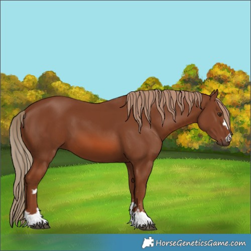 Horse Color:Chestnut 