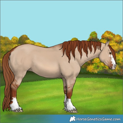 Horse Color:Red Dun 