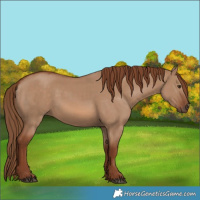 Horse Color:Red Dun