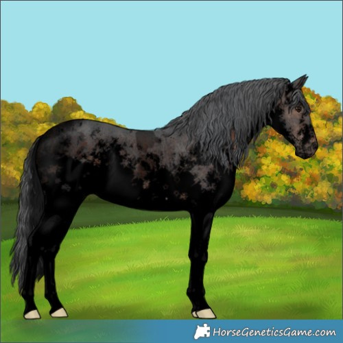 Horse Color:Void White Spotted Brown Merle Rabicano 