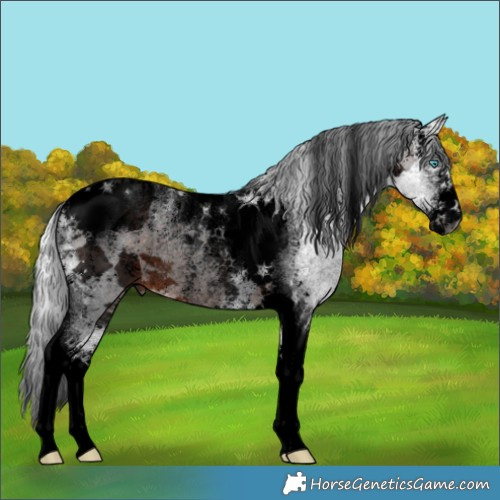 Horse Color:Powder White Void Brown Merle Tobiano Rabicano 