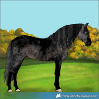 Horse Color:Powder White Void Platinum Brown Merle Tobiano Rabicano