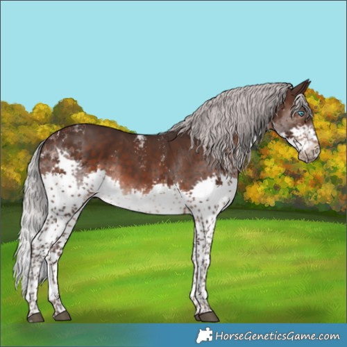 Horse Color:Powder White Silver Brown Mushroom Splash Rabicano 