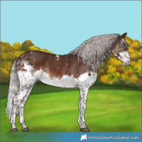 Horse Color:Powder White Silver Brown Mushroom Splash Rabicano
