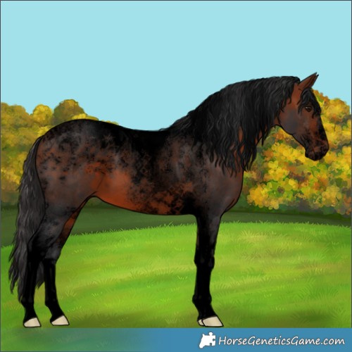 Horse Color:Powder White Void Bay Tobiano