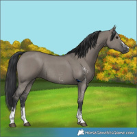 Horse Color:Grullo Sabino Rabicano 