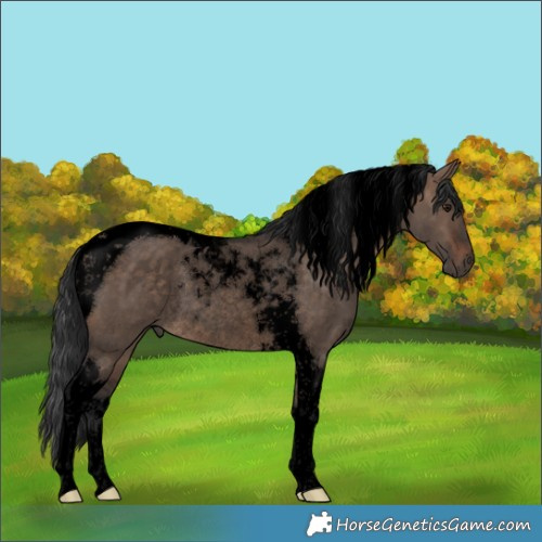Horse Color:Void Brown Dun Tobiano Rabicano 