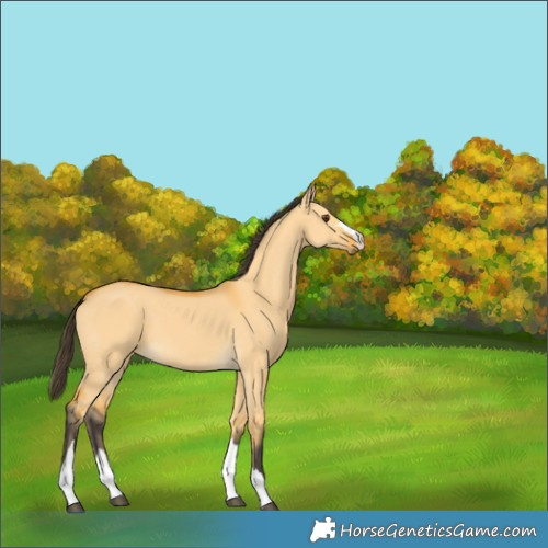Horse Color:Buckskin Dun 