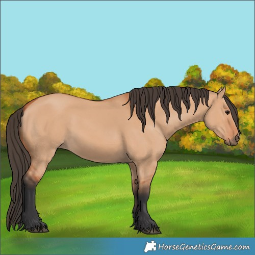Horse Color:Bay Dun 