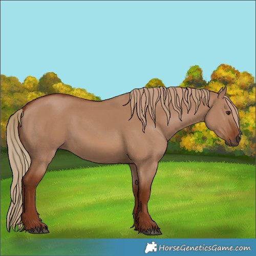 Horse Color:Red Dun 