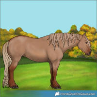 Horse Color:Red Dun