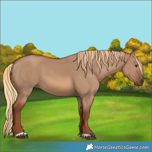 Horse Color:Red Dun 