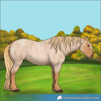 Horse Color:Red Roan 