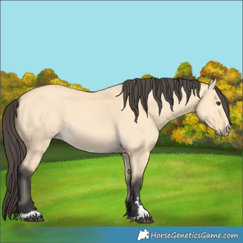 Horse Color:Buckskin Dun 