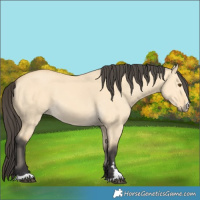 Horse Color:Buckskin Dun