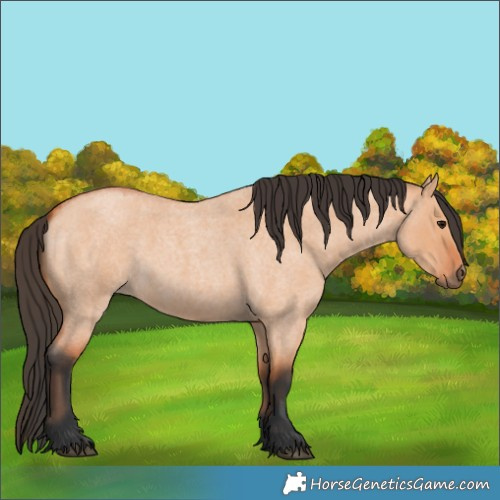 Horse Color:Bay Roan Dun 