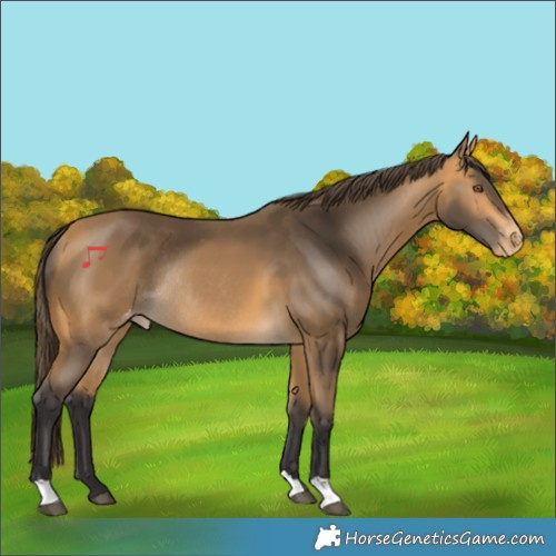 Horse Color:Buckskin Skewed Appaloosa Rabicano 
