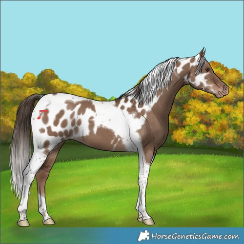 Horse Color:Liver Red Dun Tobiano Skewed Appaloosa 