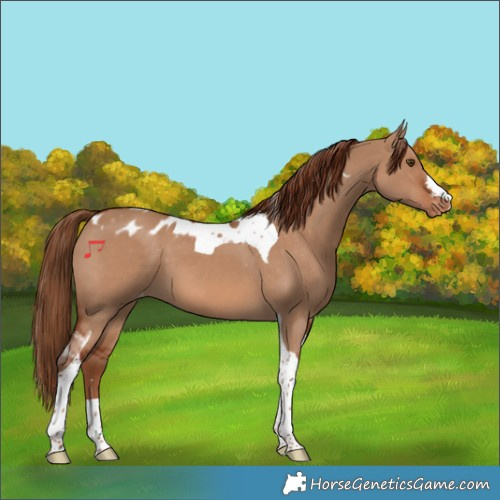 Horse Color:Red Dun Tobiano Skewed Appaloosa 