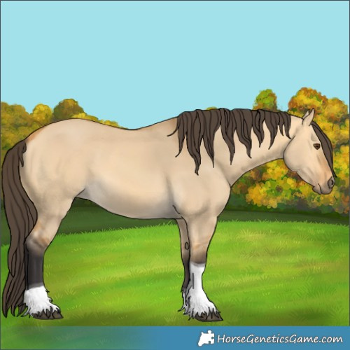 Horse Color:Buckskin Dun Tobiano 