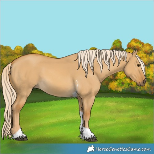 Horse Color:Palomino Dun Tobiano