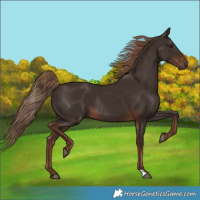 Horse Color:Liver Chestnut Rabicano 