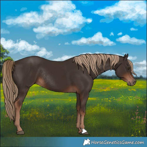 Horse Color:Liver Chestnut Rabicano 