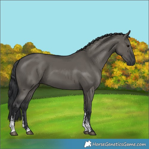 Horse Color:Grullo Sabino Rabicano 