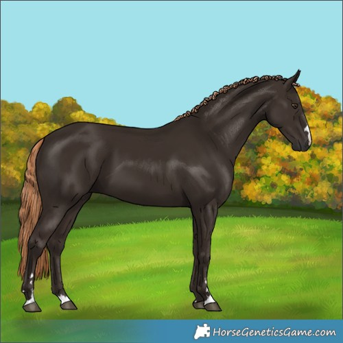 Horse Color:Liver Chestnut 