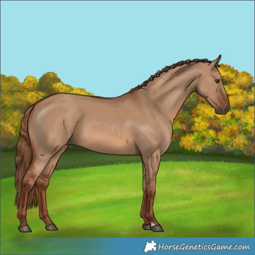 Horse Color:Red Dun 