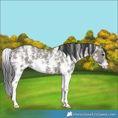 Horse Color:Grullo Sabino Rabicano