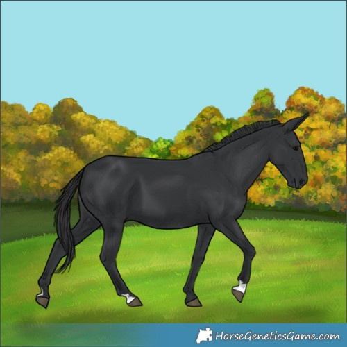 Horse Color:Black 