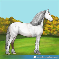 Horse Color:Gray Amber Champagne Tobiano 