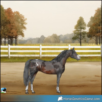 Horse Color:Brown Merle Skewed LP Spotted 