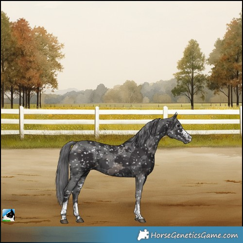 Horse Color:Smoky Black Merle Skewed LP Spotted 