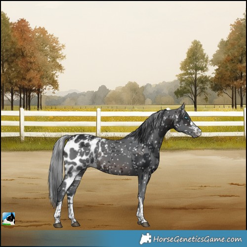 Horse Color:Brown Merle Skewed LP Spotted 
