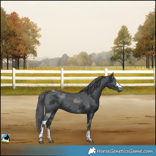 Horse Color:Black Merle Skewed LP Spotted 