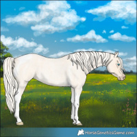Horse Color:Cremello Roan Tobiano