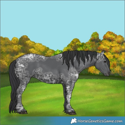 Horse Color:Black Ice 