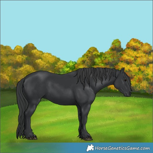 Horse Color:Black 