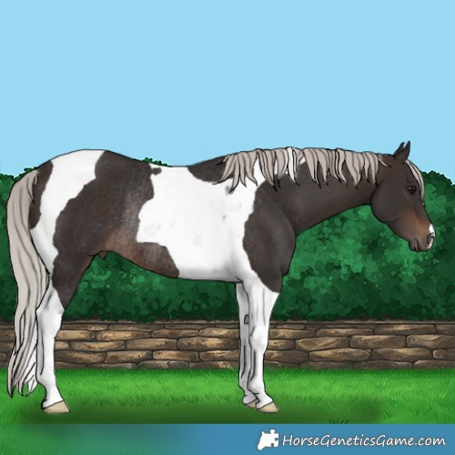 Horse Color:Silver Brown Tobiano Rabicano