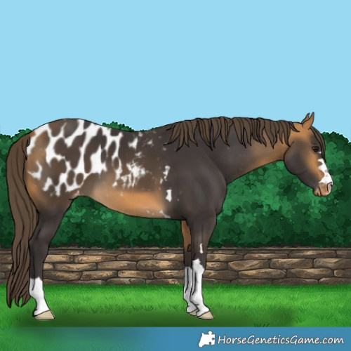 Horse Color:Buckskin Blanket 