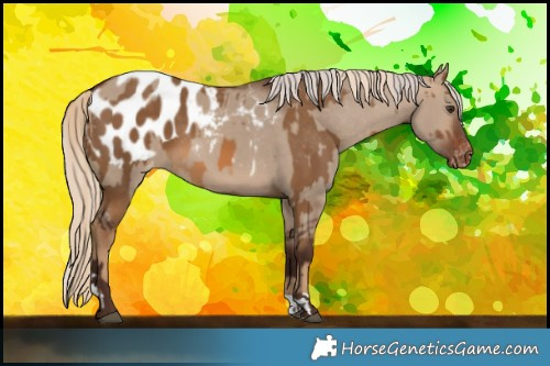 Horse Color:Chocolate Palomino Blanket and Silver Brown Dun Blanket