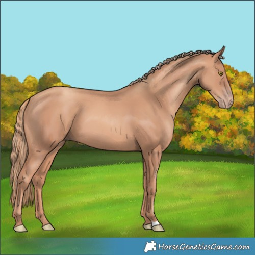 Horse Color:Unknown 
