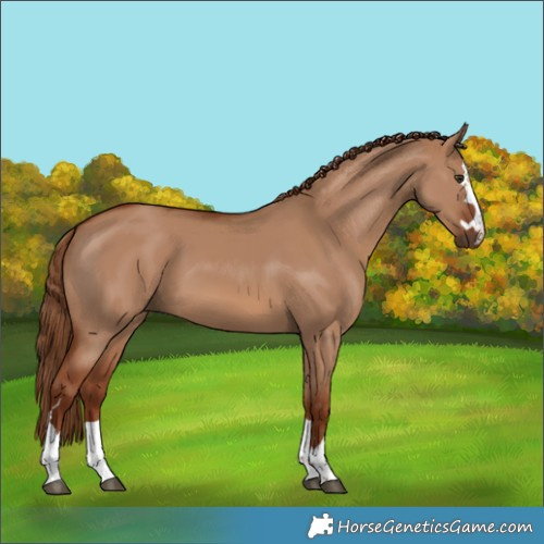 Horse Color:Unknown 