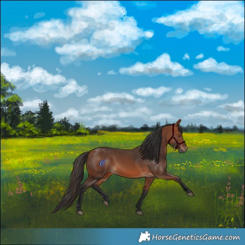 Horse Color:Bay Rabicano