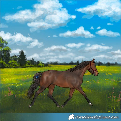 Horse Color:Bay Rabicano 