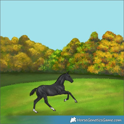 Horse Color:Black Rabicano 